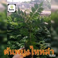 ราคา ต้นพยุงไหหลำ​ สูง​ 15-20​ ซม.​ กล้าไม้​ป่าไม้​เศรษฐกิจ​ (9735009369)