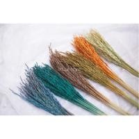 ราคา ดอกไม้แห้ง รวงข้าว รวงข้าวย้อมสี ต่างๆ พร้อมส่ง ขนาดกำตามภาพเลยจ้า (1679360023)