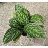 ราคา พลูระเบิด พลูปีกนก พลูรวยระเบิด monstera karsteniana (10610843034)