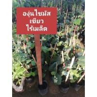 ราคา ต้นองุ่นไซมัสเขียวไร้เมล็ดแบบติดตา ราคา 150 บาท ปลูก​ 8 เดือนติดผล ต้นไม้เสียหายเครมฟรี (23822340991)