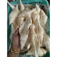 ราคา 1 ตัว เปลือกหอยสังข์ครีมปลายเรียวยาว ขนาดยาว6-7 นิ้ว เปลือกหอยแท้ธรรมชาติ (8708719479)