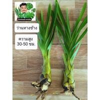 ราคา ว่านหางช้างเพชรหึง (18632002149)