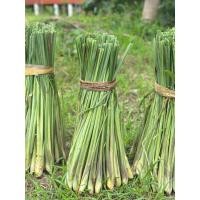 ราคา สดจากฟาร์ม !!! ตะไคร้ สด 50ต้น ใช้สำหรับประกอบอาหาร หรือ ปลูกขยายพันธุ์ (43508440997)
