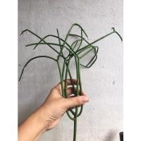 ราคา ต้นพญาไร้ใบ สมุนไพร ไม้ฟอกอากาศ Euphorbia Pencil Cactus ว่านพญาไร้ใบ ต้นไม้ประดับแบบมินิมอล ต้นไม้มงคล (13413462371)