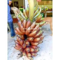 ราคา หน่อกล้วยม่วง กล้วยแปลก นากยักษ์ ทองผาภูมิ (19689499837)