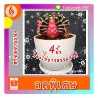 ราคา กระถางดินเผารูปไข่ 4 นิ้ว พร้อมจานรอง ยกโหล 12 ชุด (9733979240)