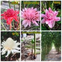 ราคา (1หน่อ)(ขาย เหง้าพันธุ์) ดอก ต้น หน่อ เหง้า ดาหลา ดอกดาหลา ต้นดาหลา สี แดง ชมพู ขาว (2988034890)