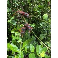 ราคา กิ่งตอน ต้นมะนาวtแป้นรำไพ ของดี อ.ท่ายาง จ.เพชรบุรี มะนาวเปลือกบาง น้ำเยอะ หอมผิวมะนาว ตัดสด จากต้น พร้อมส่ง (40305269513)