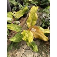 ราคา Philodendron Orange marmalade(ฟิโลแยมส้ม) (16589434679)