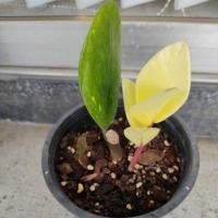 ราคา กวักมรกต​ กวักมรกตด่าง (16898618048)