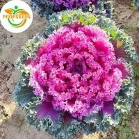 ราคา เมล็ดพันธุ์เคล เรดบอร์ เคลใบหงิกสีม่วง Redbor Kale Seeds F1 Seed 20 เมล็ด นำเข้าจาก ของแท้ 100%-PPOP SEEDS (44477602681)