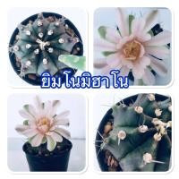 ราคา กระบองเพชร ยิมโนคาไลเซียม มิฮาโน (6869089668)