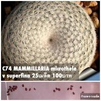 ราคา C74 MAMMILLARIA microthele v superfina 25เมล็ด 100บาท (9909541279)