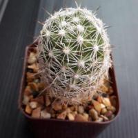 ราคา Cake Cactus Farm กระบองเพชร Mammillaria gracilis (2215162077)