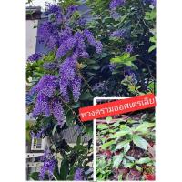 ราคา ต้นพวงครามออสเตรเลีย เพาะจากเมล็ดพันธุ์พวงดอกใหญ่ (48605320093)