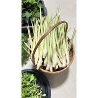 ราคา ตะไคร้ถอนสดส่ง 15 ต้น 20 บาท (อ่าน)หมายเตุ (42901798724)