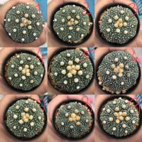 ราคา ขายแอสโตรไฟตัม Astrophytum แคคตัส /กระบองเพชร (1921347632)