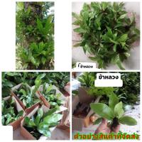 ราคา (สั่งขั้นต่ำ10ต้น) (ขาย ต้นพันธุ์) ต้น เฟิร์น ข้าหลวง เอิร์น (3468841354)