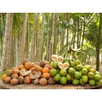 ราคา กล้าหมากสูงบรรจุ10ต้น (24135898346)