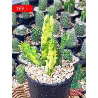 ราคา เก๋งจีน ด่าง กระบองเพชร แคคตัส (8851492907)
