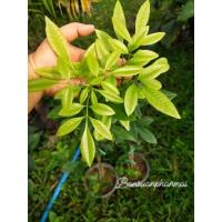 ราคา ต้นประยงค์หลวง ต้นขนาด50-60ซม. (28600341657)