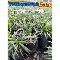 ราคา ต้นหนวดปลาดุกแคระ ส่งขั้นต่ำ 50 ต้นค่ะไม้คลุมดิน ไม้ประดับสวนปลูกแทนหญ้า (8556570183)