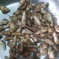 ราคา ดองดึงสด หัวเล็ก สำหรับปลูก 5,10หัว (28310903798)