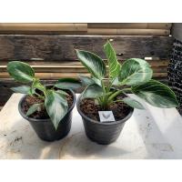 ราคา ฟิโลเดนดรอน เบอร์กิ้น(Philodendron Birkin) กระถาง 7 นิ้ว (12739062118)