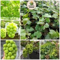 ราคา องุ่นไชน์มัสแคทเกาหลี ต้นเสียบสูง 50-60ซม องุ่นไชน์มัสแคทเกาหลี ลูกใหญ่ อวบ ผลหวาน (24087694328)