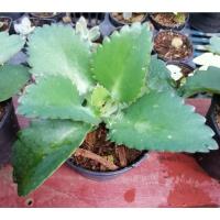 ราคา เศรษฐีพันล้าน ไม้มงคล เสริมโชคลาภ กระถาง 3นิ้ว (9293868568)