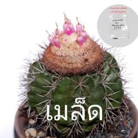 ราคา เมล็ด Melocactus จำนวน 30 เมล็ด (580884995)