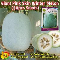 ราคา 30เมล็ด/ซอง เมล็ดพันธุ์ฟักหอม Giant Pink Skin Winter Melon Seed เมล็ดพันธุ์ฟักหอมหรือฟักป้อม ผักออร์แกนิก เมล็ดพันธุ์ผัก (46155623985)