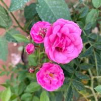 ราคา กุหลาบเลื้อยกุหลาบพวงสายพันธุ์ otto linne (3318373973)