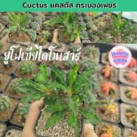 ราคา ยูโฟเบียไดโนเสาร์ กระบองเพชร แคคตัส cactus (41102863692)