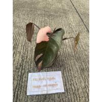 ราคา ฟิโลเดนดรอน พิ้ง ปริ้นเซส Philodendron pink princess ต้นที่ส่ง คือ ต้นในรูป (24112257253)