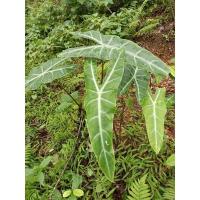 ราคา ว่านพญาจงอางส่งแบบต้น (13832359901)