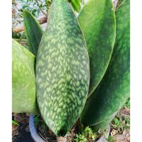 ราคา ครีบปลาวาฬ Sansevieria masoniana Chahin (41278577629)