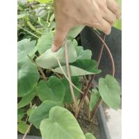 ราคา ้เผือกอ้อย เผือกทานสด เผือกงวงช้าง (43803075850)