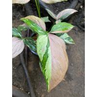 ราคา Syngonium redspot tricolor(เงินไหลมาด่างสามสี,เงินไหลมาด่างไตรคัลเลอร์ ) (21572746351)