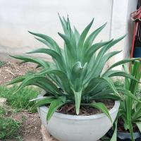 ราคา Agave # ต้นอากาเว่# อากาเว่ปากนกแก้ว# ต้นไม้ทนแล้ง# ต้นไม้จัดสวน# ปลูกเป็นไม้ประธาน# ขายหน่อต้นอากาเว่ ราคาถูก (3209611795)