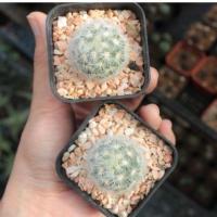 ราคา แมมคามิเน่ mammillaria carmenae แคคตัส กระบองเพชร (6453636179)