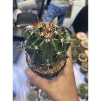 ราคา เฟอโรเล็บเหยี่ยว (Ferocactus peninsulae) กระบองเพชร แคคตัส (19828822963)