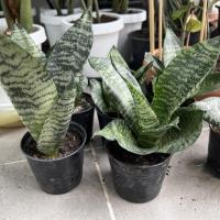 ราคา ต้นลิ้นมังกร ลิ้นมังกรแคระ ต้นไม้ฟอกอากาศ กระถาง 3 นิ้ว (5704696587)