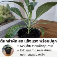 ราคา Lacinato Kale (Tuscan Kale) | เคลลาโชนาโต | กระถาง 6 นิ้ว | เคลสายพรีเมียมสำหรับคนรักการทำอาหาร (44273743722)