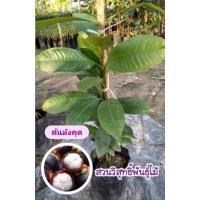 ราคา ต้นมังคุดแบบเสียบยอดต้นละ130บาท (12130670646)