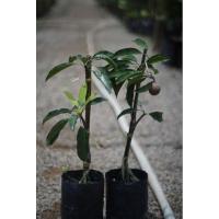 ราคา ละมุดสาลี่ยักษ์ กิ่งตอน (20290913868)