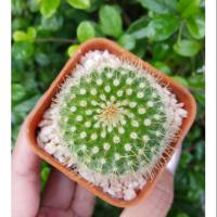 ราคา แคคตัส พาโรเดีย Parodia aureispina (2708530771)