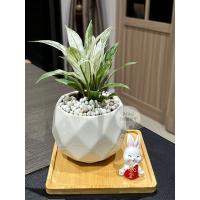 ราคา ต้นเดหลีด่าง กระถางทรงเพชร ขนาด 3.5 นิ้ว + ถาดรองไม้ + ตุ๊กตาตกแต่ง + เม็ดดินเผาตกแต่ง ไม้ฟอกอากาศ ไม้มงคล minitree89 (22535178987)