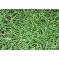 ราคา ขายส่ง เมล็ดหญ้าญี่ปุ่น Japanese Lawn Grass หญ้าปูสนาม พืชตระกูลหญ้า เมล็ดพันธ์หญ้า ชนิดหญ้า สนามหญ้าและสวน 1 ออนซ์ (28612508387)