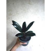 ราคา ยางอินเดียดำIndia Rubber Fig (4097240387)